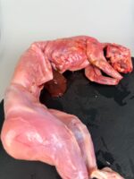 CONEJO ENTERO CON CABEZA DE 1kg~1,1kg aprox. - Imagen 3